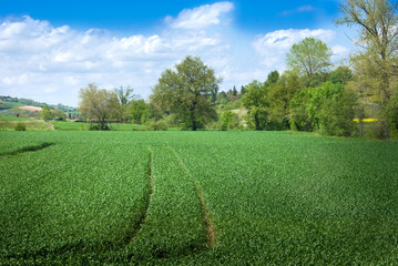 paysage champ de maïs