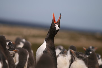 Obraz premium Gentoo Penguin