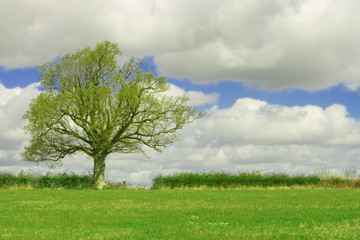 Fototapeta na wymiar Oaktree z nowej wiosny pozostawia otwarcie