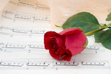  rose on a musical sheet.