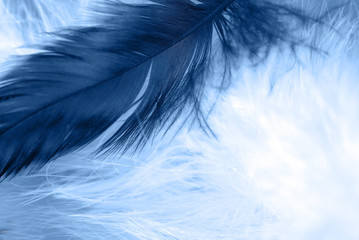  feather on   background. Macro