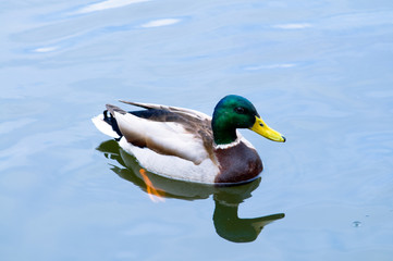 Duck floating in a pond