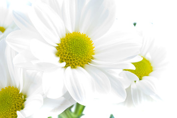 Camomiles. Spring flowers