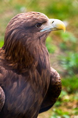 See eagle. A bird of prey