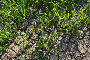 Agriculture