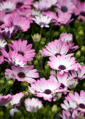 Obraz premium flowers background