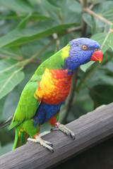 Parrot