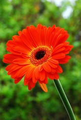 orange gerbera against green foilage