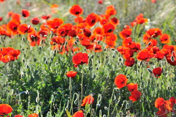 red poppies on a field in spring as background