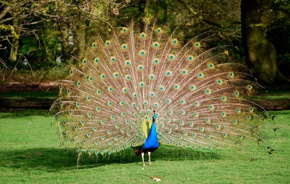 Fototapeta Peacock