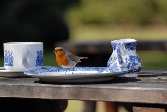 Robin on a Blue and White China Plate