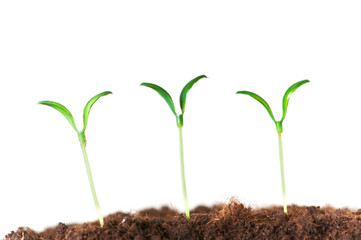 Three seedlings isolated on the white background