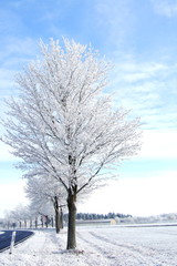 frostiger Baum