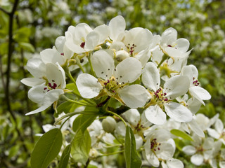 Fototapeta na wymiar Spring flowers