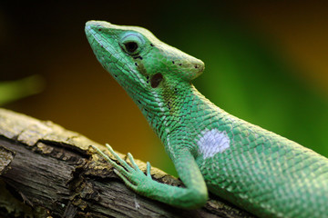 Chamäleon
