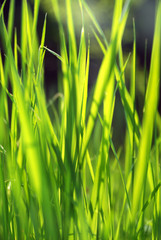 grass background