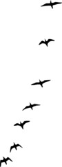 small flock of birds in flight