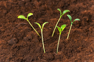 New life concept - green seedlings growing out of soil