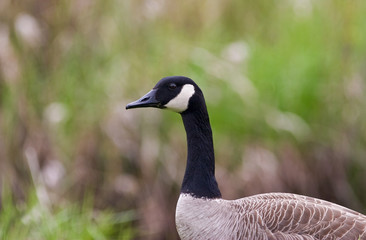 Canada Goose