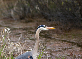 Great Blue Heron 