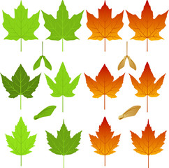 Vector maple leaves and seed pods - obrazy, fototapety, plakaty