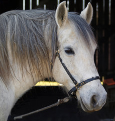 Close-up White Horse