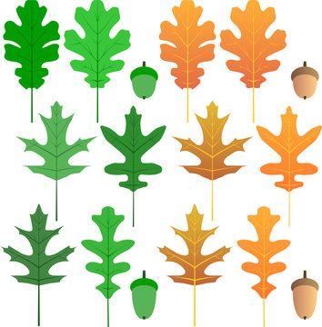 Vector Oak Leaves And Acorns