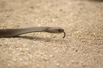 Brown Snake on Ground