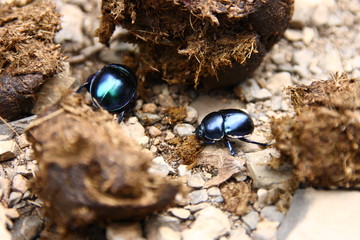 Dung beetles working