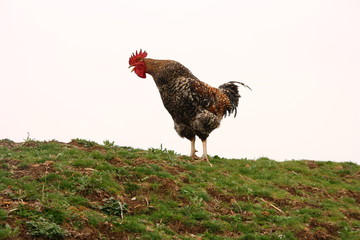 A cock 