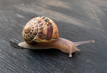 Escargot