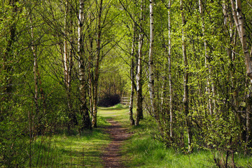 woodland path