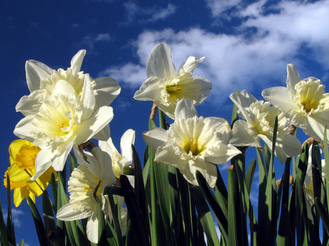 Narcisi