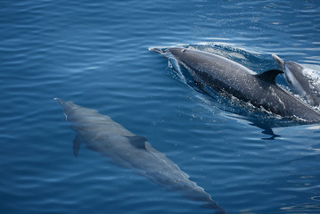 Fototapeta premium Dauphin