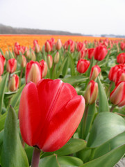 Tulipano rosso in Olanda..