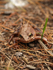 Brown frog in the forest