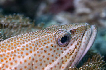 Naklejka na ściany i meble Grouper close up fish