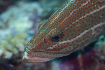 Grouper clos up fish