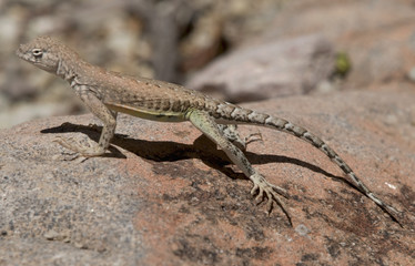 Chihuahuan Greater Earless Lizard