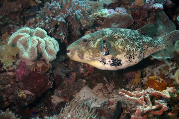 Puffer Fish