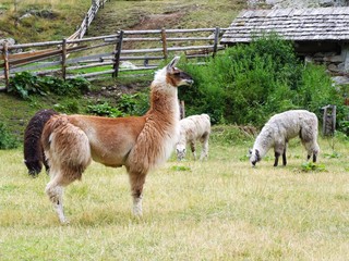 Obraz premium braunes Alpaca