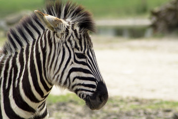 Fototapeta na wymiar Zebra in the Zoo