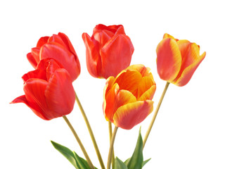 tulips over white