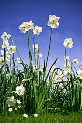 Fototapeta premium Krzew Narcyzów