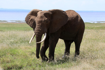 Fototapeta na wymiar Elephant bull at lake Manyara