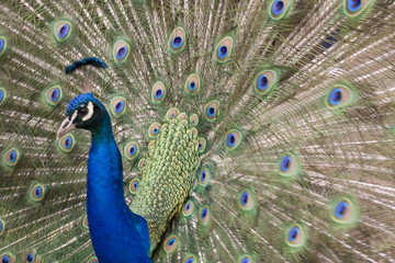 Fototapeta premium paon