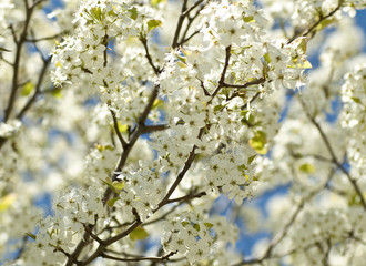 Obraz premium White Flower Blossoms