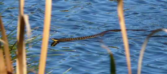 Wasserschlange