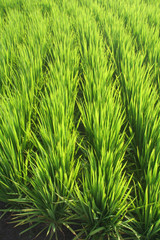Rice paddy 