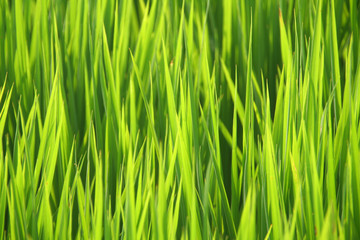 Fototapeta na wymiar Zielona trawa - roślina ryż